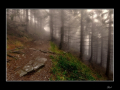 Lesní mlhy